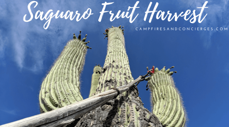 Saguaro Cactus Fruit Harvest